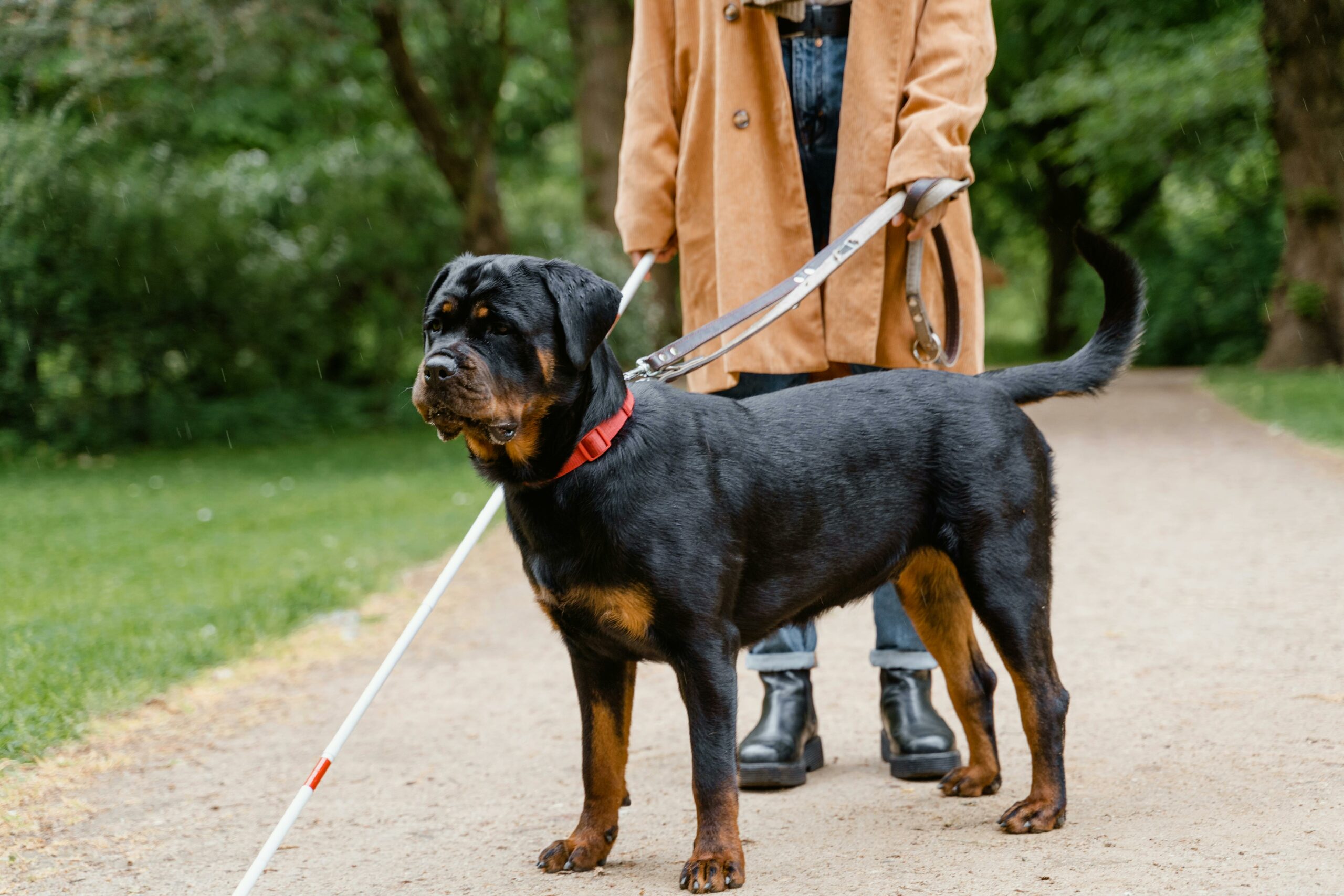 Blind person with cane and dog